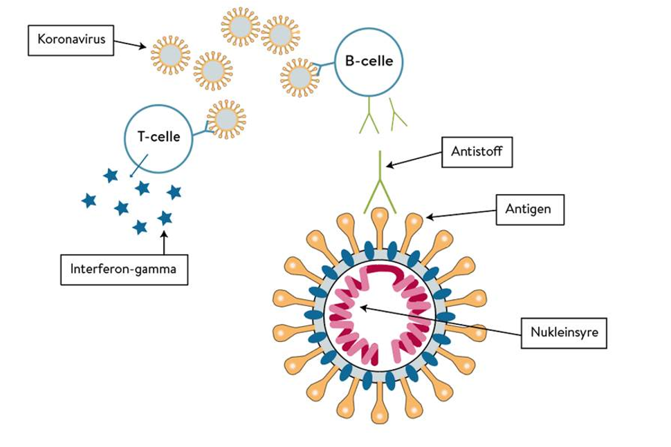 Koronavirus figur.jpg.png