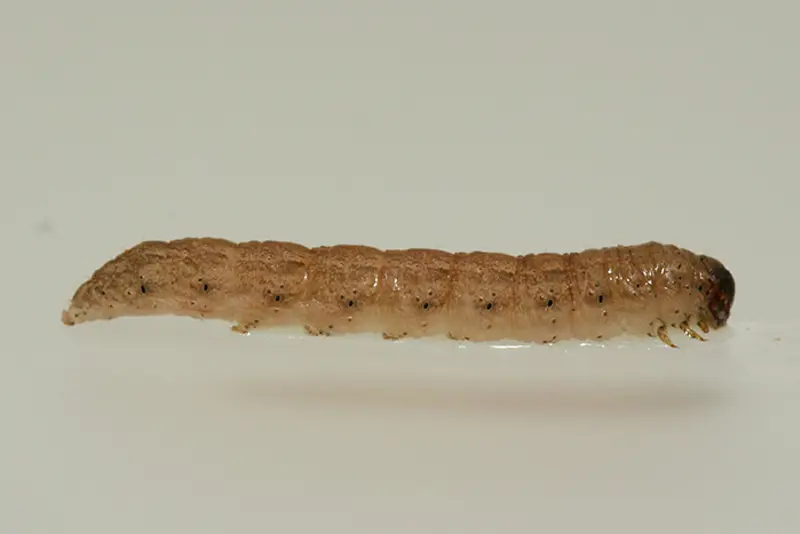 Husflylarve