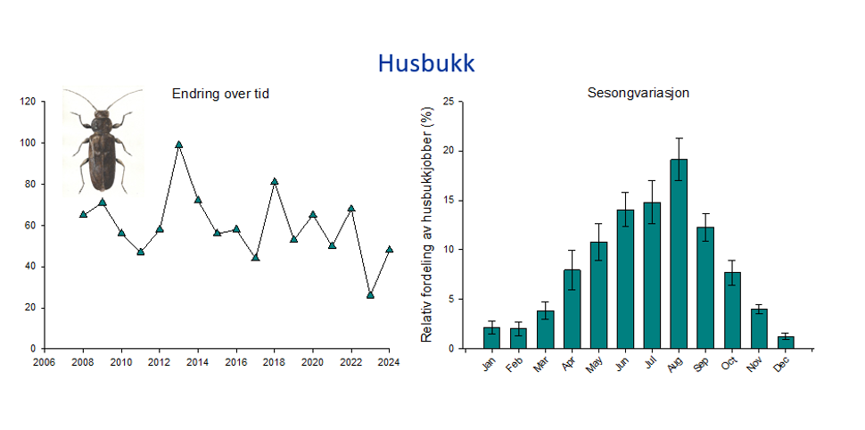Graf Husbukk