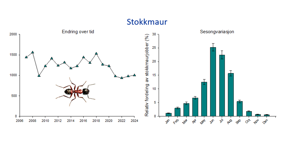 graf stokkmaur