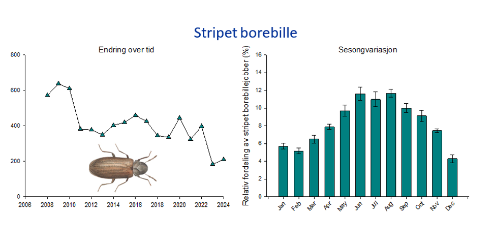 Graf stripet borebille