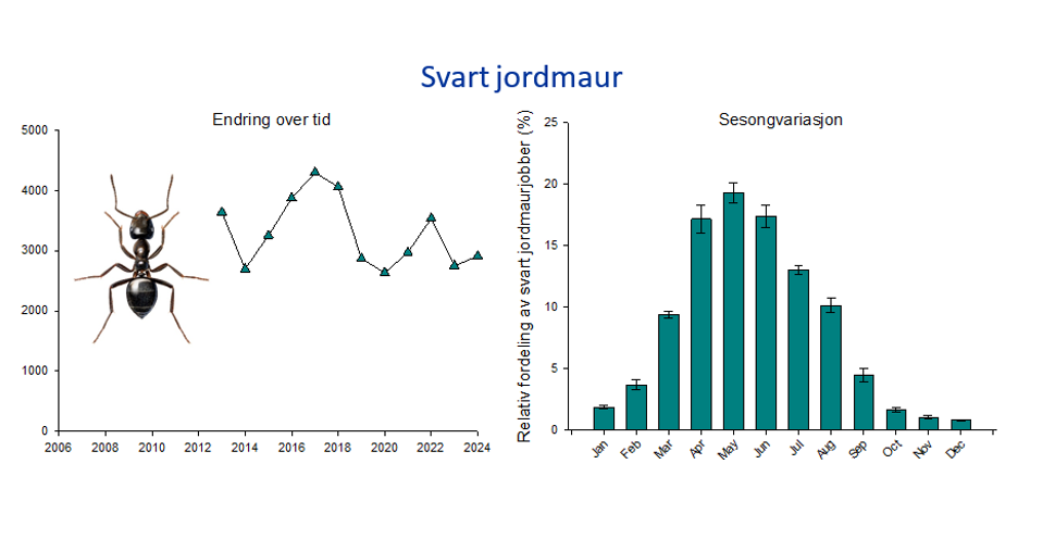 graf svart jordmaur