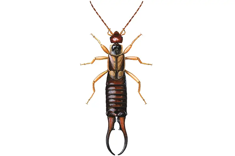 Saksedyr