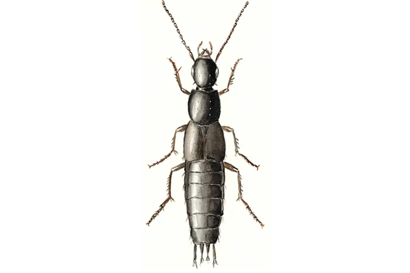 Kortvinge