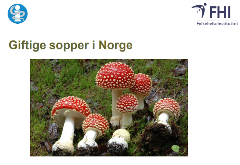 Rød fluesopp (flere)