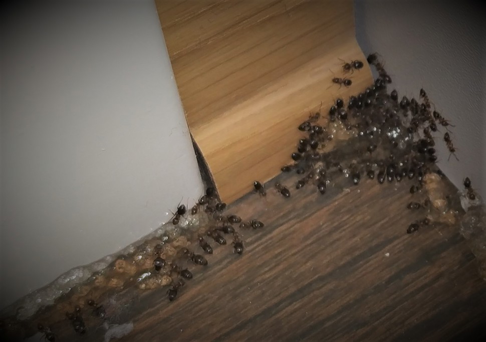 Brun tremaur spiser forgiftet åte