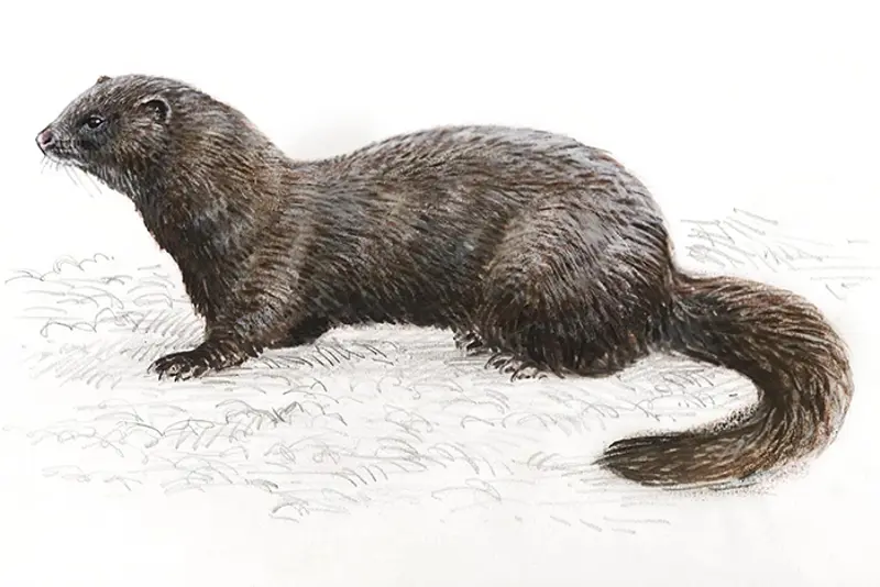 Mink