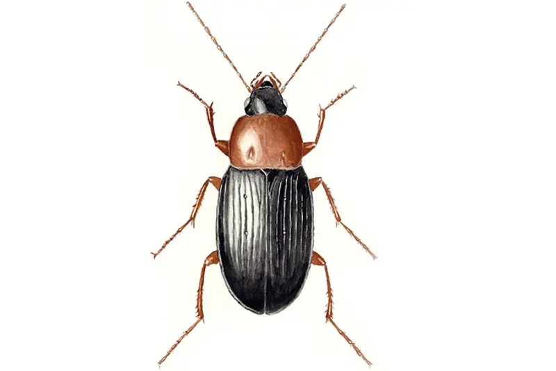 Løpebille