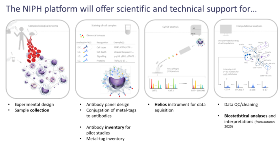 Schematic illustration of the workflow of mass cytometry assessment 