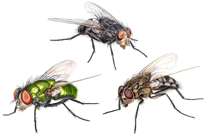 Illustrasjon av tre forskjellige spyfluer, sett skrått forfra. Den øverste fluen er svart med brunrøde øyne. Fluen nede til venstre er skinnende grønn med røde øyne. Fluen nede til høyre er gulbrun og svart med brune øyne.