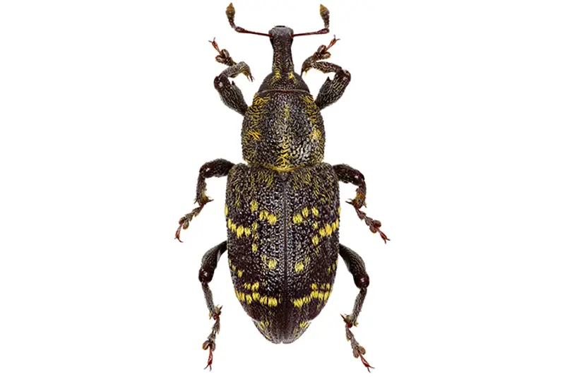 Gransnutebille