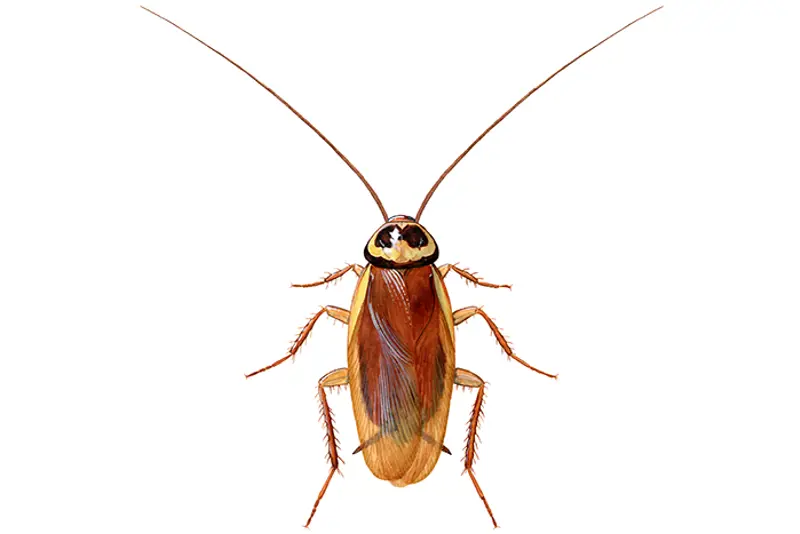 Australsk kakerlakk