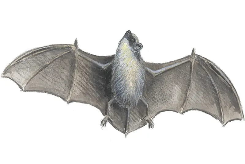 Flaggermus