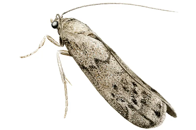 Melsmalmott