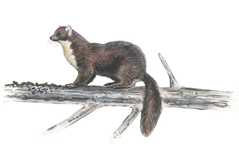 Mår