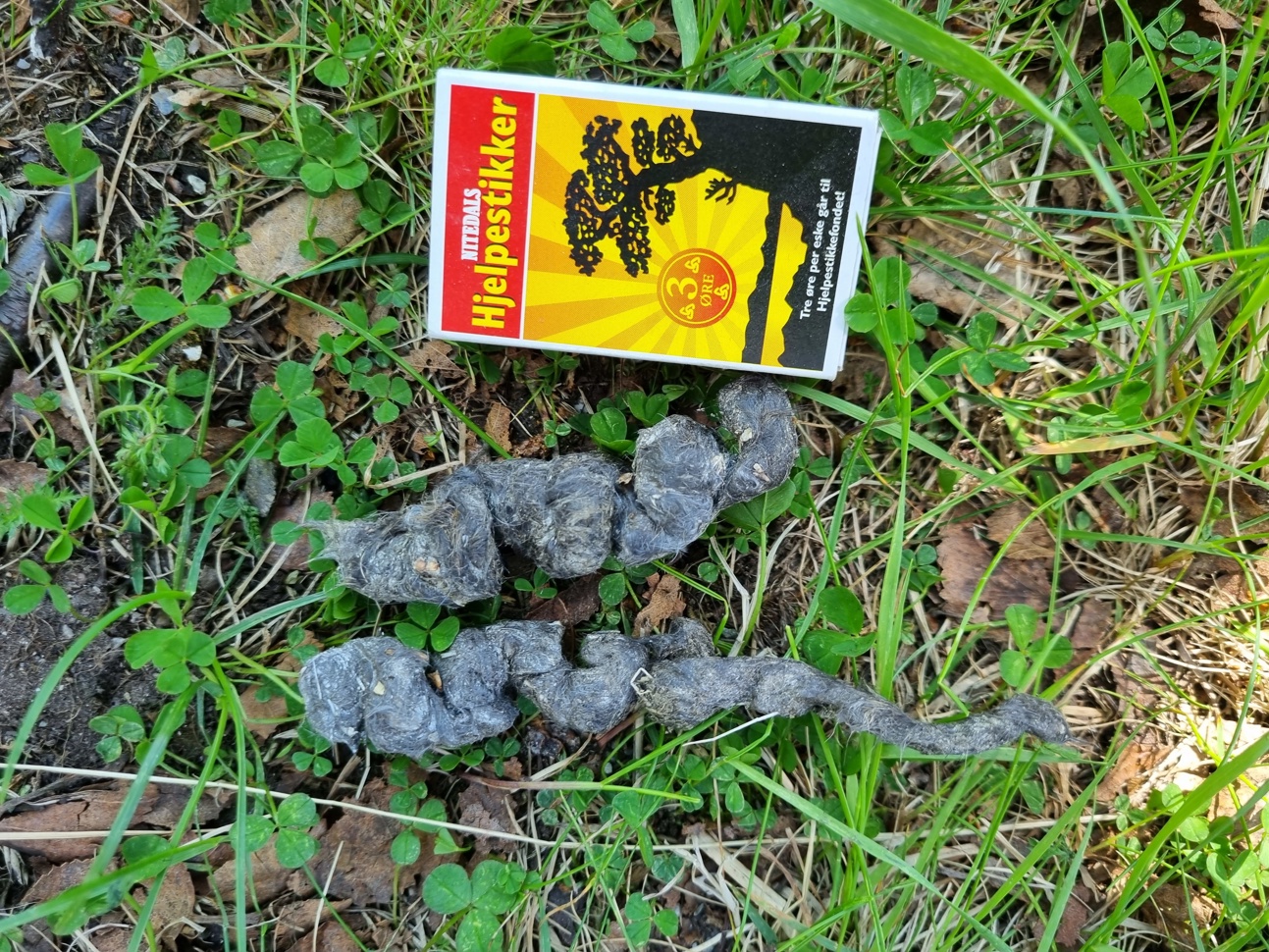 Ekskrementer av mår