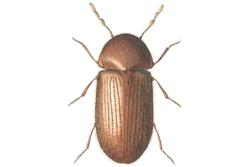 Brødbille