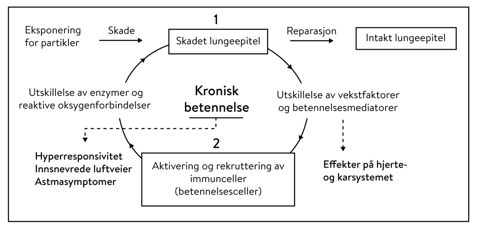 Flytskjema som viser hvordan betennelsesreaksjoner i luftveiene kan føre til kronisk betennelse i lungene.