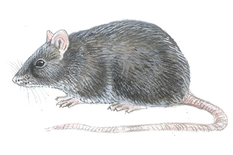 Svartrotte