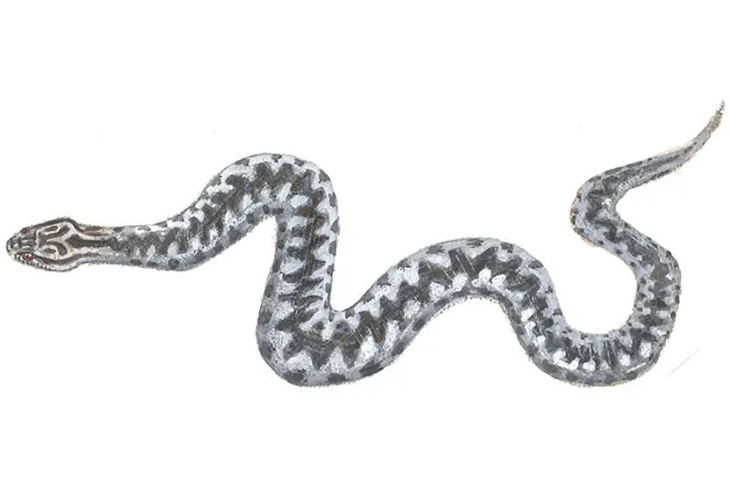 Hoggorm
