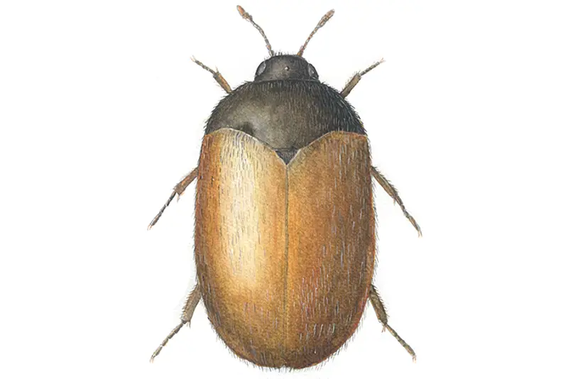 Brun pelsbille
