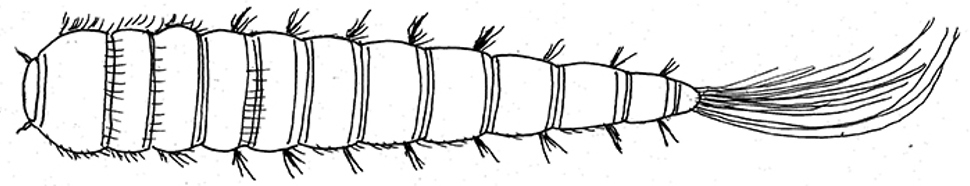 Pelsbillelarve