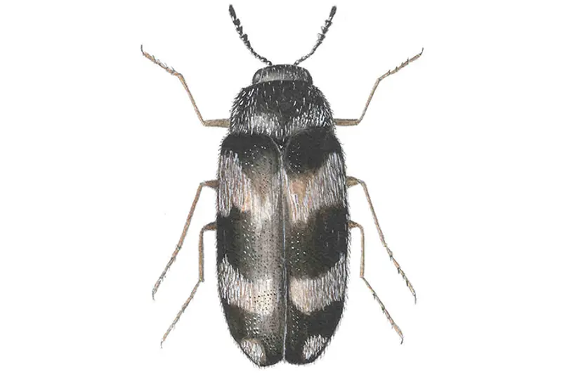 Sebraklanner
