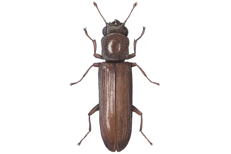 Parkettbille