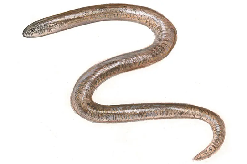Stålorm