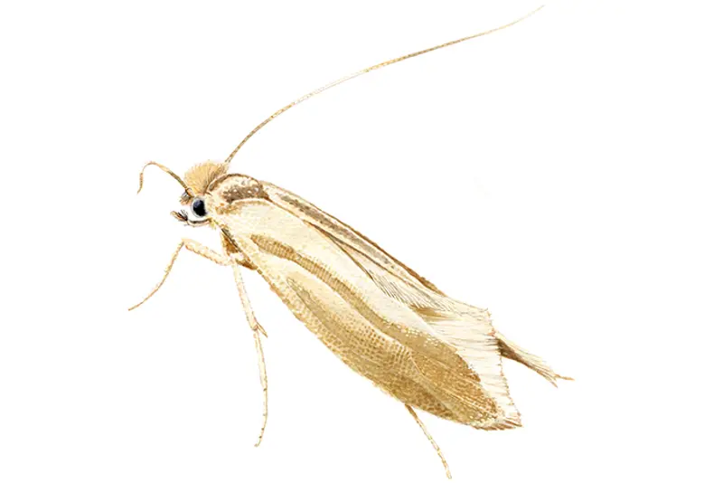 Klesmøll