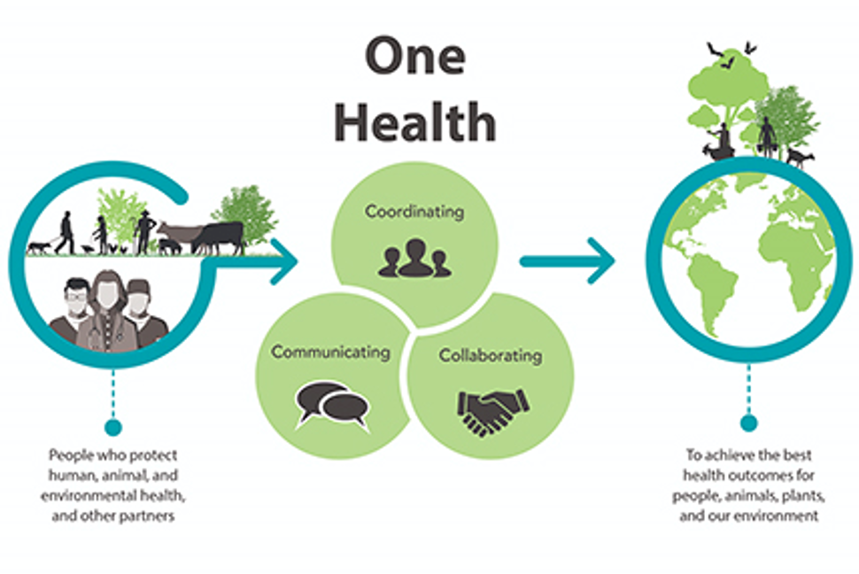 OneHealth illustration