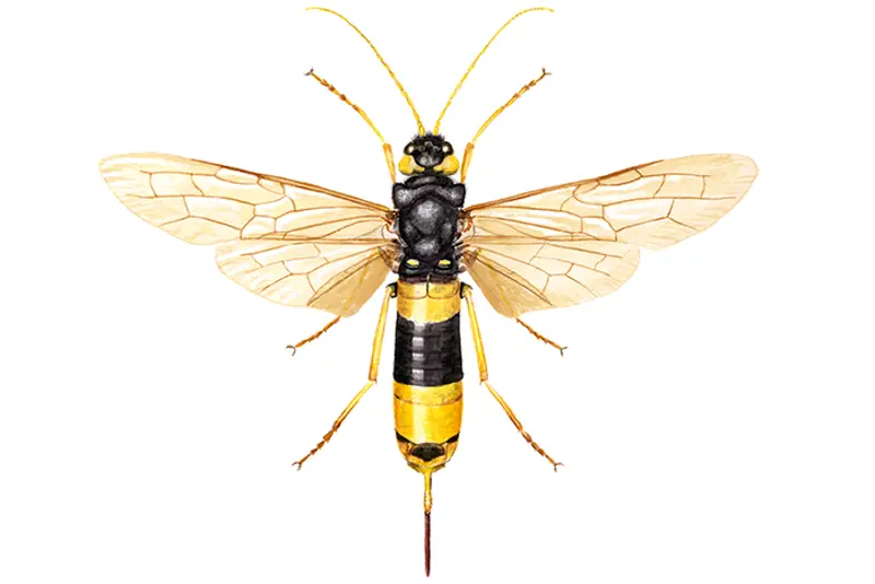 Kjempetreveps