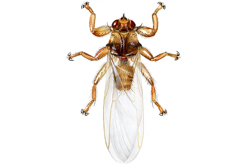 Illustrasjons av hjortelusflue, sett ovenfra. Brun kropp med vinger, klør på beina.