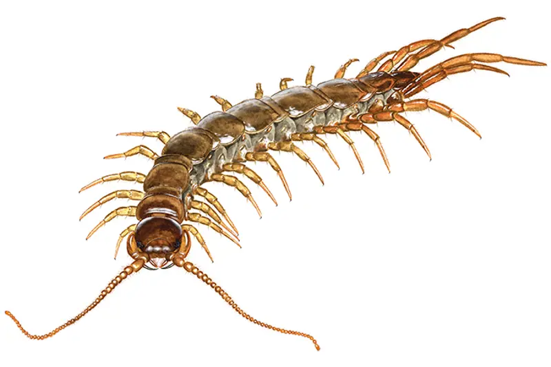 Skolopender