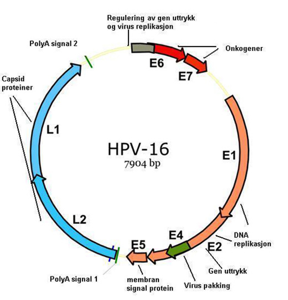 Figur 2. Genomisk struktur for HPV 16 (modifisert fra en:wiki, Xmort)