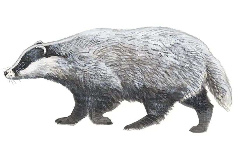 Grevling