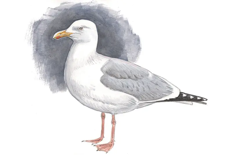 Gråmåke