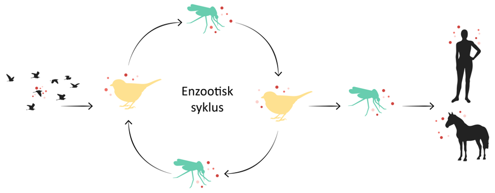 illustrasjon av Transmisjonssyklus for vestnilvirus