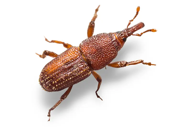 Rissnutebille