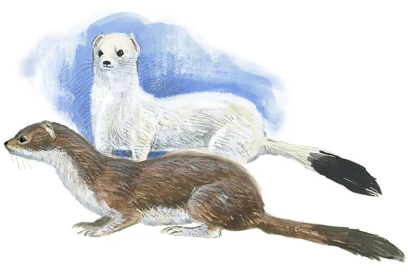 Røyskatt