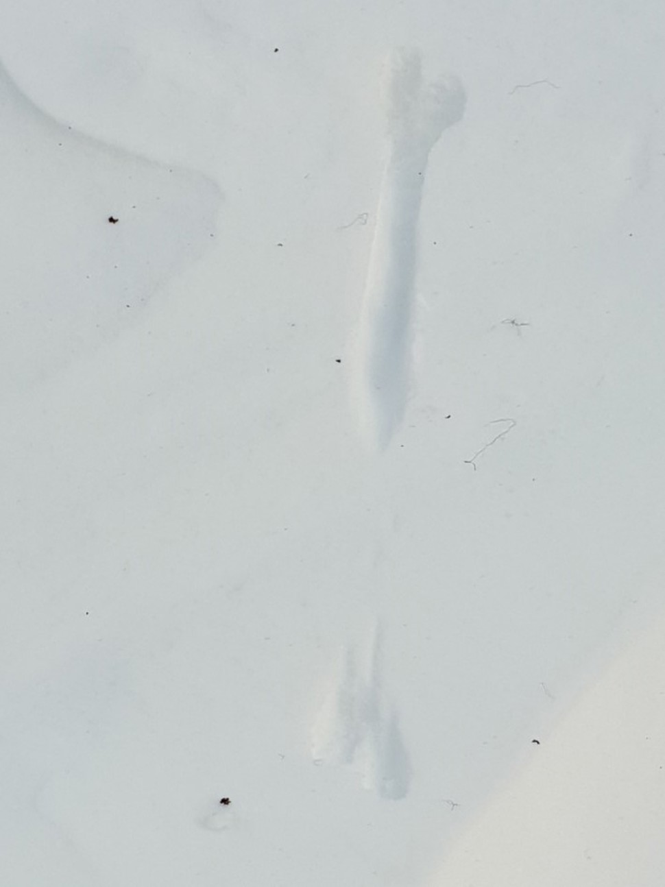 Spor av røyskatt i snø