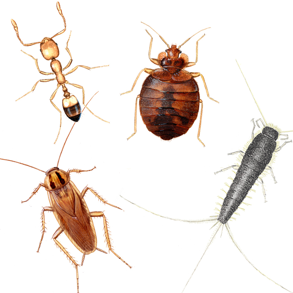 Insekter byggomfattende bekjempelse