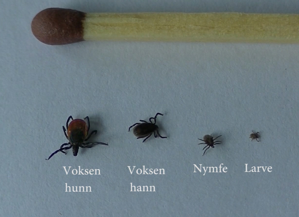 Ulike stadier av flått