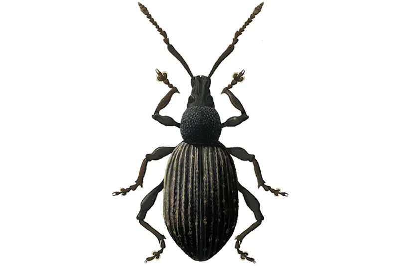 Veksthussnutebille