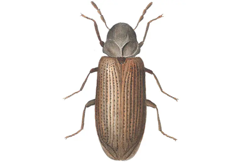 Stripet borebille