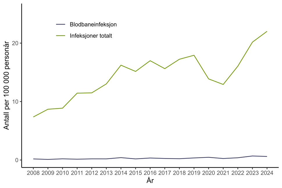 Figur 31. Antall personer per 100.000 personår med infeksjon med MRSA meldt til MSIS i perioden 2012-2024 fordelt på infeksjoner totalt og blodbaneinfeksjoner. Kilde: MSIS, FHI.