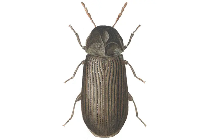 Råteborebille