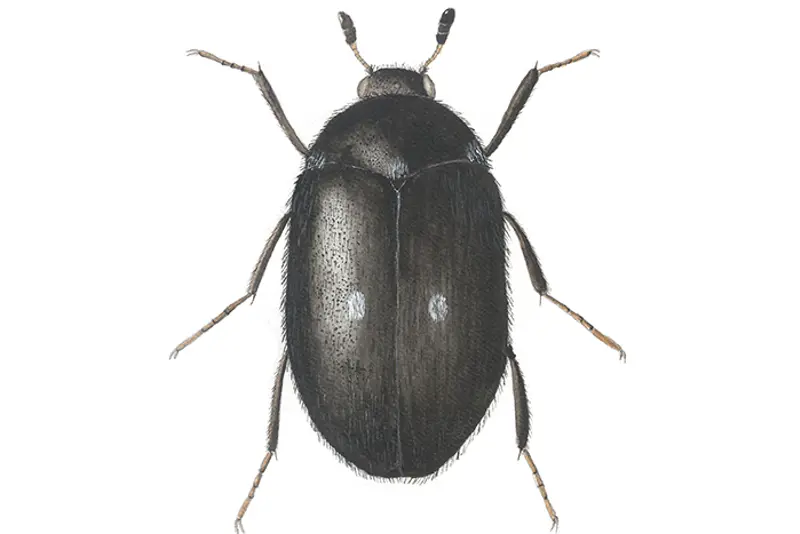 Pelsbille