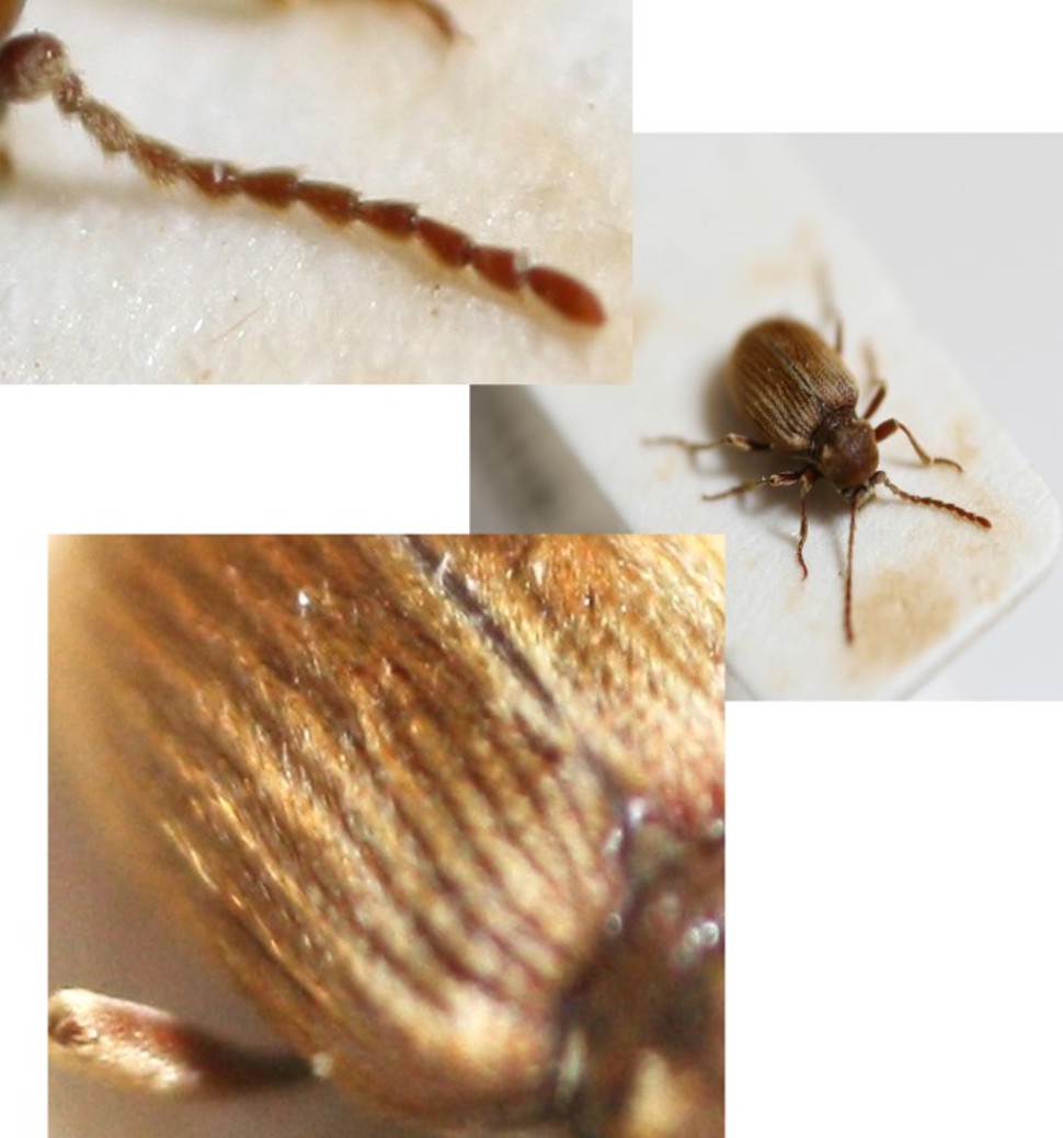 Australsk tyvbille