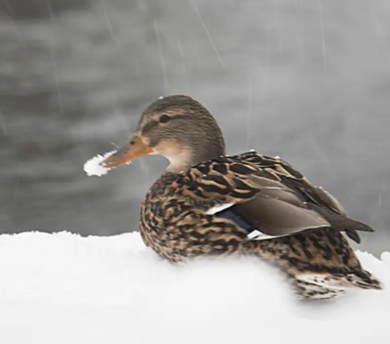 and i snøen